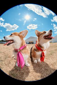 Chihuahuas scarf charm